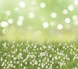 Laden Sie das Bild in den Galerie-Viewer, Fox Frühling Bokeh Kleine Chrysantheme Fotografie-Vinyl-Hintergrund