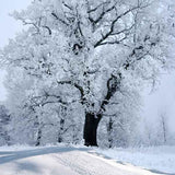 Laden Sie das Bild in den Galerie-Viewer, Fox Rolled White Snow Outdoor Tree Winter Vinyl Backdrop-Foxbackdrop