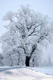 Laden Sie das Bild in den Galerie-Viewer, Fox Rolled White Snow Outdoor Tree Winter Vinyl Backdrop-Foxbackdrop