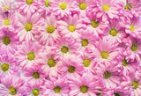 Laden Sie das Bild in den Galerie-Viewer, Fox Rolled Pink Flowers Vinyl Photography Backdrop-Foxbackdrop