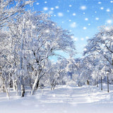 Laden Sie das Bild in den Galerie-Viewer, Fox Rolled Outdoor Winter Snow Trees Vinyl Backdrop-Foxbackdrop