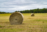 Laden Sie das Bild in den Galerie-Viewer, Fox Straw Trees Grass Sky Vinyl Backdrop Design by Marie-Eve-Foxbackdrop