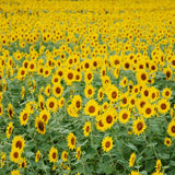 Laden Sie das Bild in den Galerie-Viewer, Fox Gerollte Sonnenblumen Vinyl Hintergrund für die Fotografie