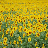 Laden Sie das Bild in den Galerie-Viewer, Fox Sunflower Summer Vinyl Backdrop-Foxbackdrop